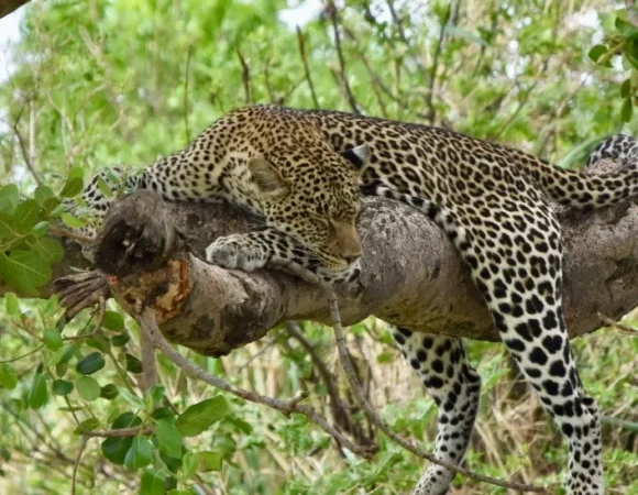 4 Days Tarangire, Serengeti & Ngorongoro Crater  Private Safari