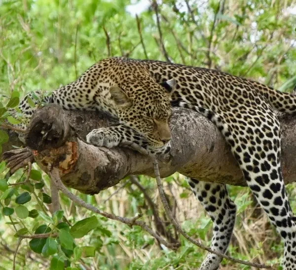 4 Days Tarangire, Serengeti & Ngorongoro Crater  Private Safari