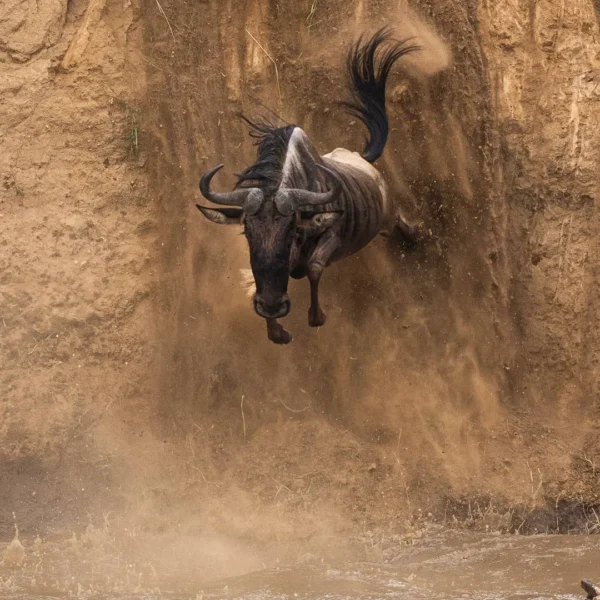 great migration in serengeti