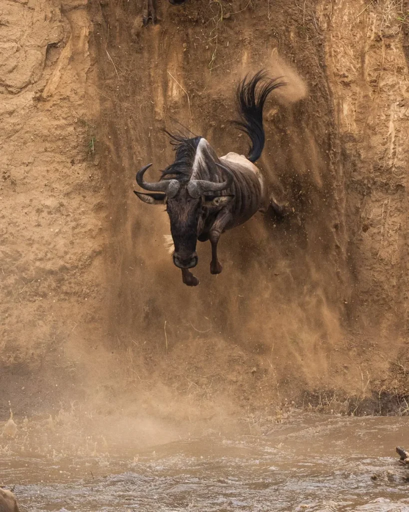 great migration in serengeti