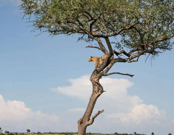 3 Days Fly-In River Crossing Migration Safari