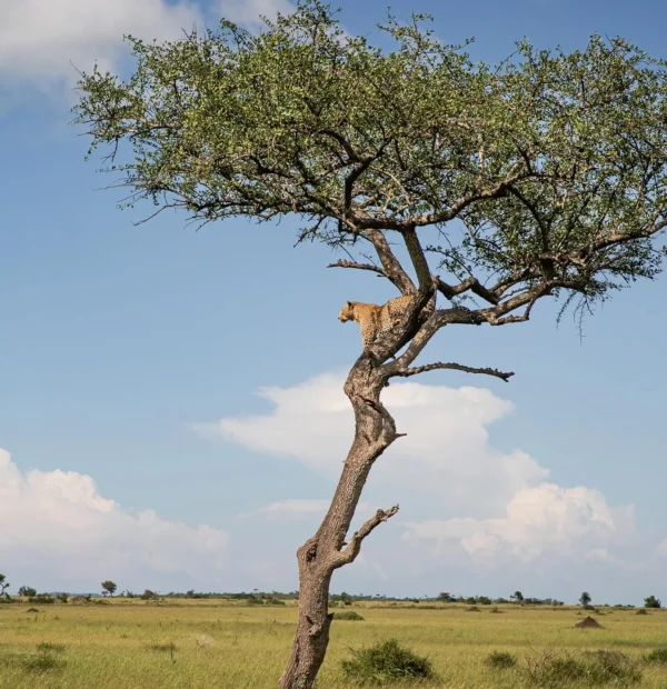3 Days Fly-In River Crossing Migration Safari