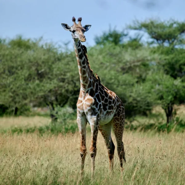 Tourists photographing tall giraffes walking across Tarangire savannah during Tanzania safari.