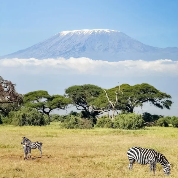 Zebra herd grazing in Serengeti plains during Great Migration