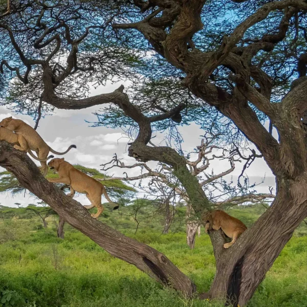 Lioan resting on tree branch in Serengeti National Park