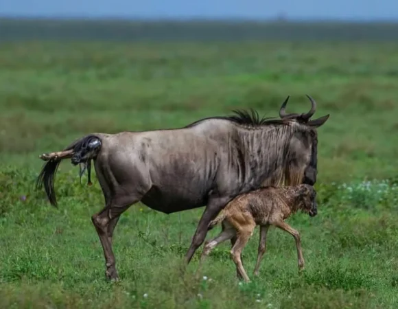 Calving Season in Ndutu Area