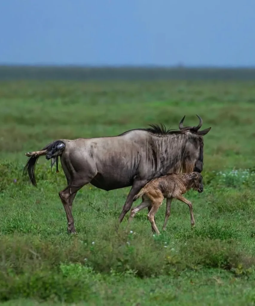 Calving Season in Ndutu Area