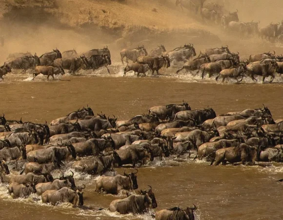 Wildbeest Migration in a 7 Days Safari with Mothercity Safaris