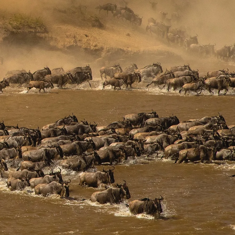 Wildbeest Migration in a 7 Days Safari with Mothercity Safaris