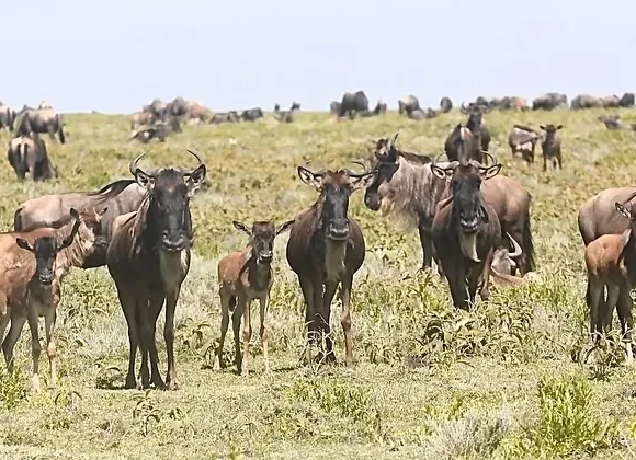 Buffalo staring directly at safari vehicle under soft sunlight