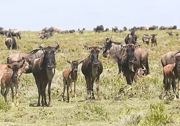 Buffalo staring directly at safari vehicle under soft sunlight