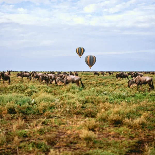 Mixed herds of wildebeest and zebras in Serengeti grasslands