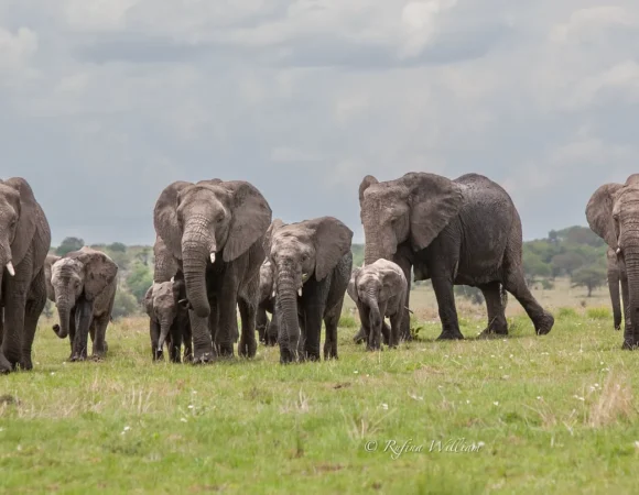 The Big Five of Tanzania.