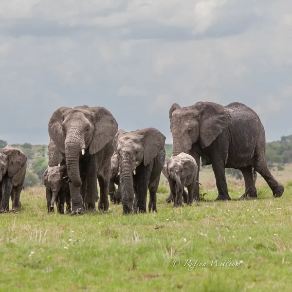 Elephants grazing near Lake Magadi inside Ngorongoro Crater