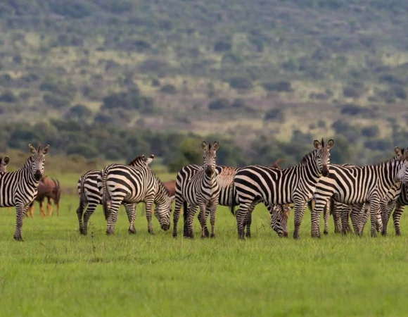 3 Days Tarangire, Ngorongoro & Lake Manyara Safari
