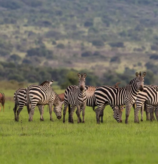 3 Days Tarangire, Ngorongoro & Lake Manyara Safari