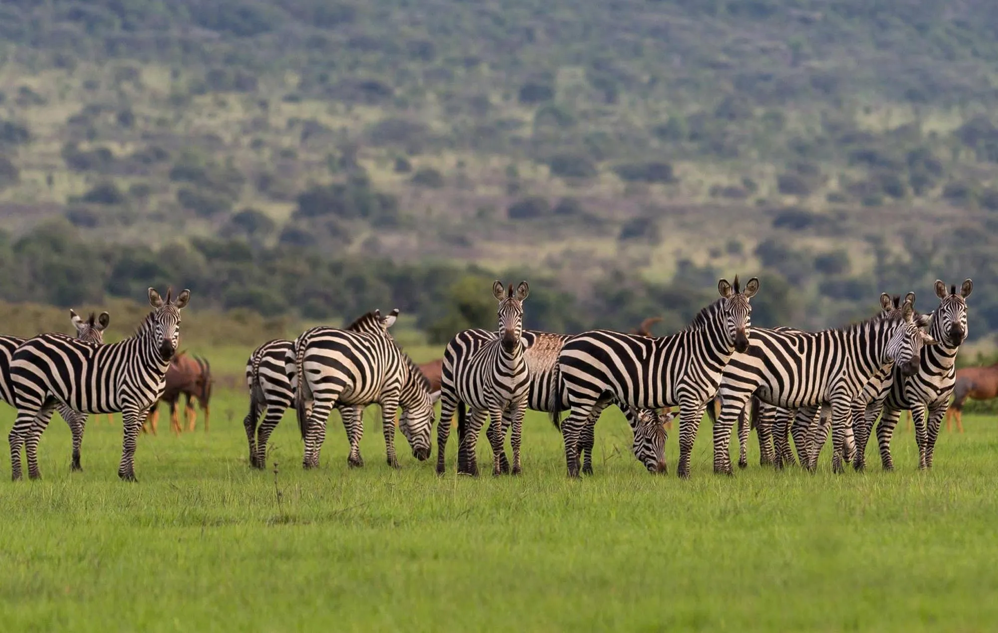 3 Days Tarangire, Ngorongoro & Lake Manyara Safari
