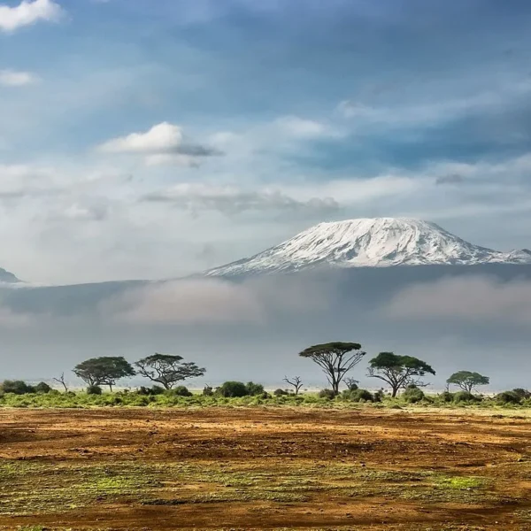 Transition zone between rainforest cand moorland on Kilimanjaro trek