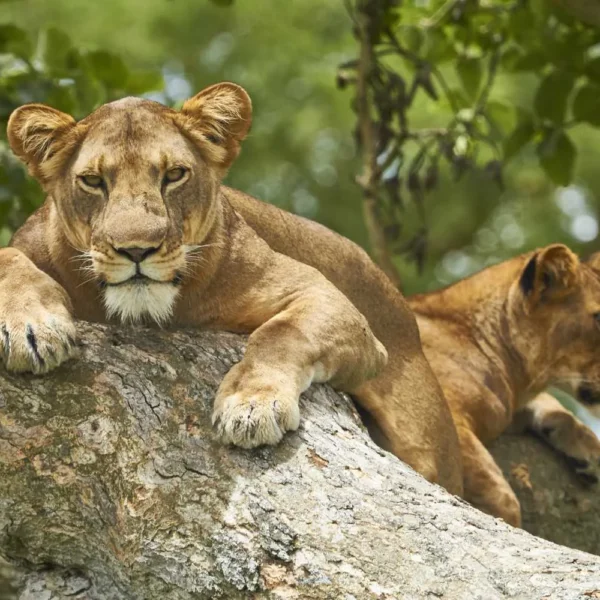 Lioan resting on tree branch in Serengeti National Park