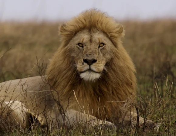 Close-up portrait of lion with intense gaze in Serengeti National Park with Mothercity Safaris