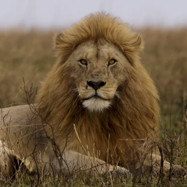 Close-up portrait of lion with intense gaze in Serengeti National Park