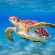 Zanzibar swimming Tortoises