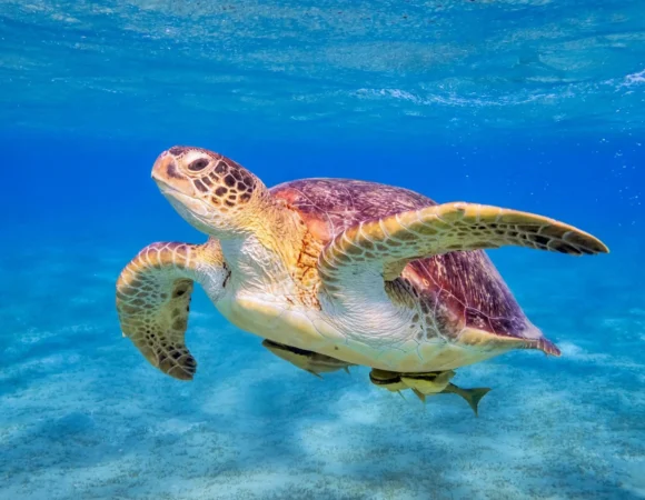 What to Expect on Your First Tanzania Safari: A Complete Guide.