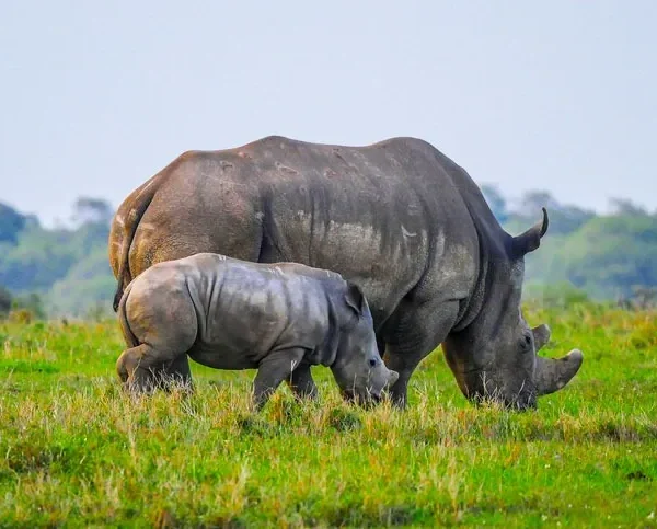 Majestic black rhino walking through golden plains during sunrise safari in Serengeti National Park