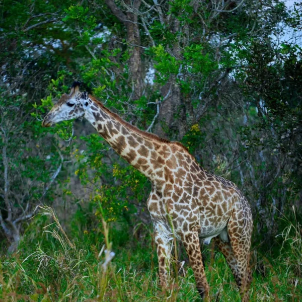 Giraffes grazing on treetops in Ngorongoro Crater with safari jeep nearby