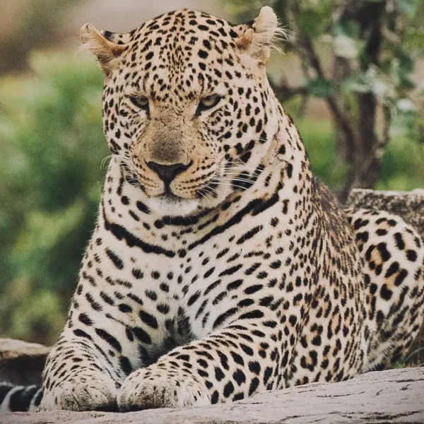 Cheetah perched on termite mound scanning horizon for prey