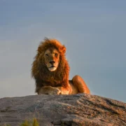 Close-up portrait of lion with intense gaze in Serengeti National Park