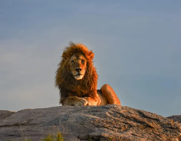 Best Time to Visit Tanzania for a Safari.