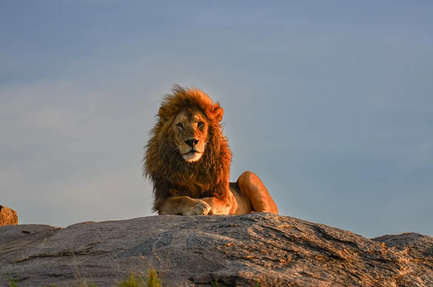 Close-up portrait of lion with intense gaze in Serengeti National Park