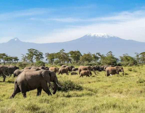 8 Days Kilimanjaro Trekking via Lemosho Route