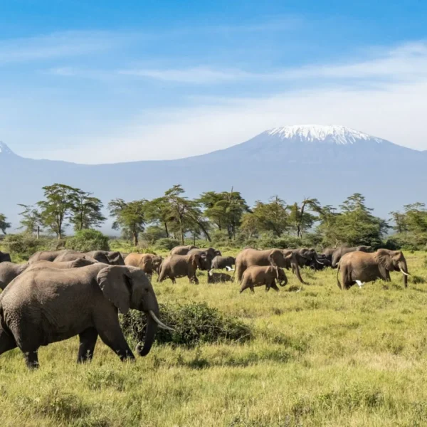 Mount Kilimanjaro standing tall over Amboseli plains during clear morning