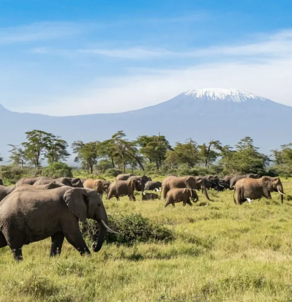 8 Days Kilimanjaro Trekking via Lemosho Route