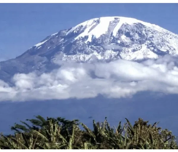 Dense rainforest vegetation on lower slopes of Mount Kilimanjaro.