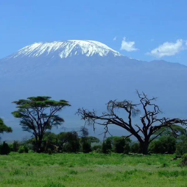 Rainforest vegetation along the lower slopes of Mount Kilimanjaro