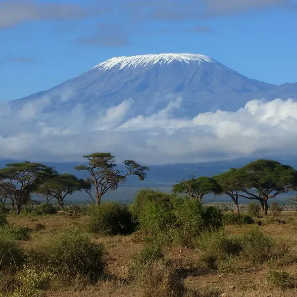 Dense rainforest vegetation on lower slopes of Mount Kilimanjaro.