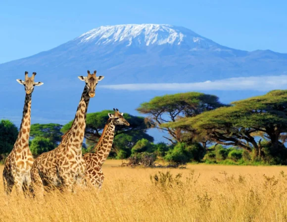9 Days Kilimanjaro Trekking via Northern Circuit Route.