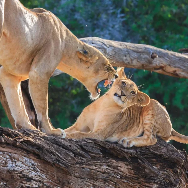 Lion pride resting under acacia tree during Mothercity Safaris tour in Ngorongoro