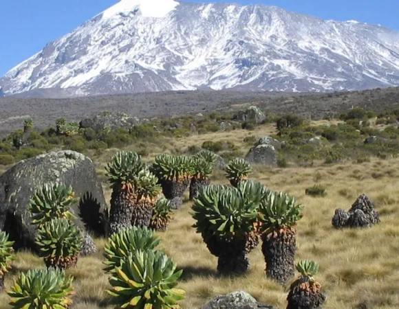 7 Days Kilimanjaro Trekking via Lemosho Route