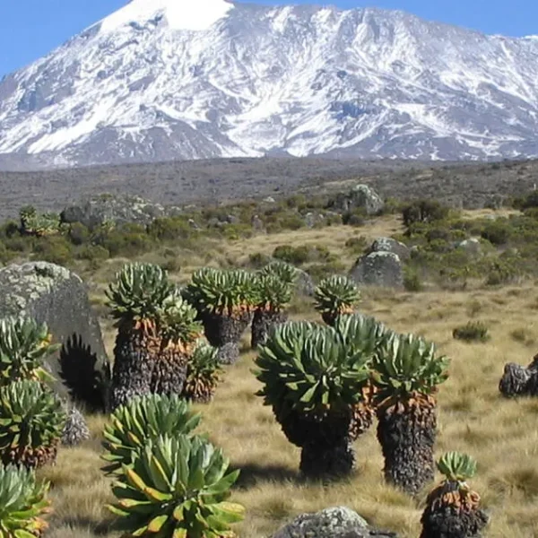 Rainforest vegetation along the lower slopes of Mount Kilimanjaro