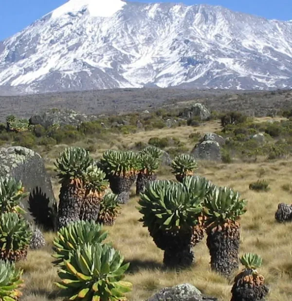 7 Days Kilimanjaro Trekking via Lemosho Route