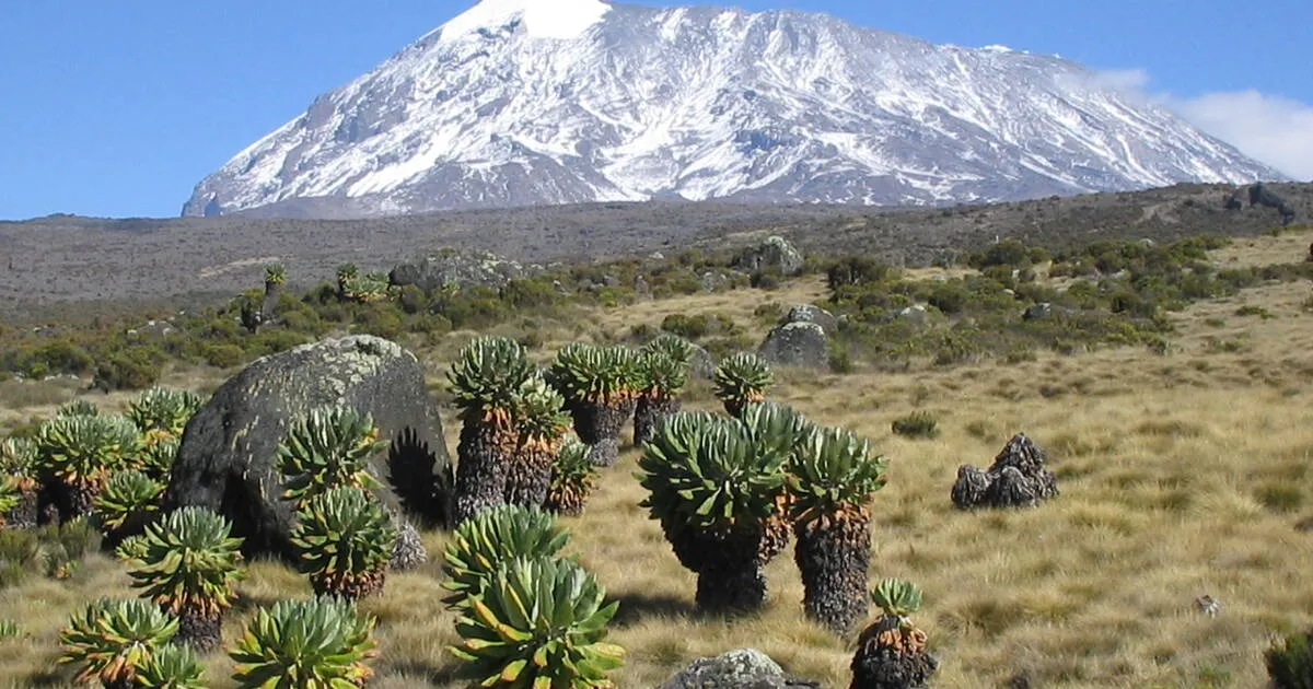 7 Days Kilimanjaro Trekking via Lemosho Route