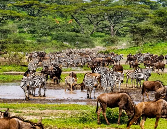 5 Days Serengeti Wildebeest Migration (Fly-in)