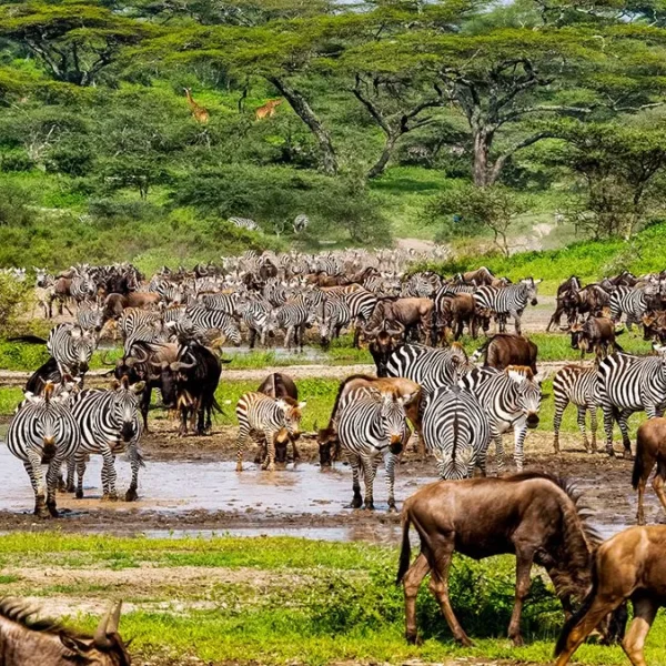 Zebra herd grazing in Serengeti plains during Great Migration