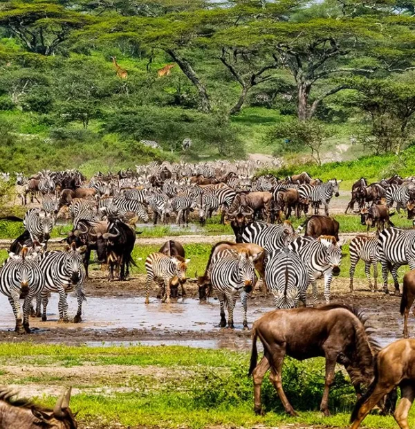 5 Days Serengeti Wildebeest Migration (Fly-in)