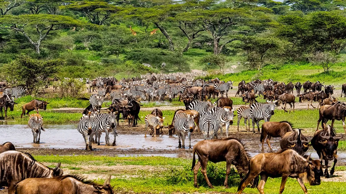 5 Days Serengeti Wildebeest Migration (Fly-in)