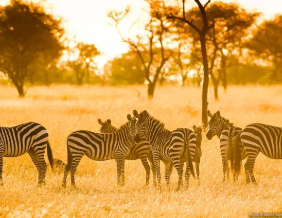 Top 10 Reasons to Visit Tanzania for Your Next Safari Adventure.